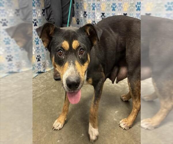 Medium Photo #1 Australian Kelpie-Unknown Mix Puppy For Sale in Rosenberg, TX, USA