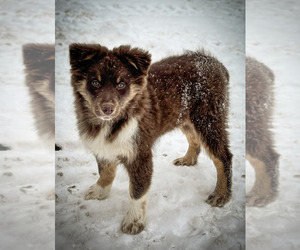 Australian Shepherd Puppy for sale in WARSAW, NY, USA