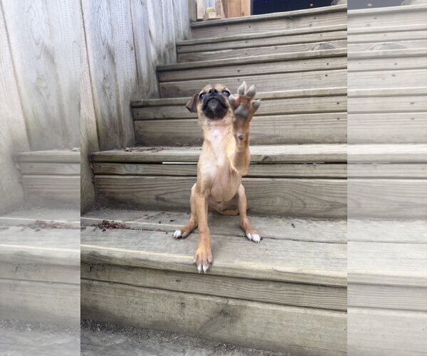 Medium Photo #11 Bulldog-Chihuahua Mix Puppy For Sale in North Royalton, OH, USA