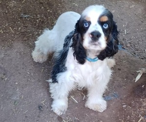 Father of the Cocker Spaniel puppies born on 03/31/2025