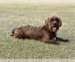 Small #3 Dachshund Mix