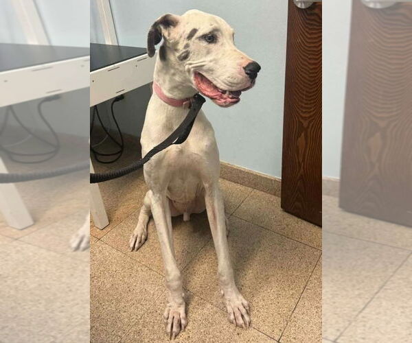 Medium Photo #3 Great Dane Puppy For Sale in Bullard, TX, USA