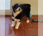 Small Photo #13 Australian Shepherd Puppy For Sale in LA MIRADA, CA, USA