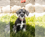 Small Photo #28 Schnauzer (Miniature) Puppy For Sale in MILLERSBURG, IN, USA