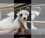Small Photo #7 Jack Russell Terrier Puppy For Sale in ALTOONA, FL, USA