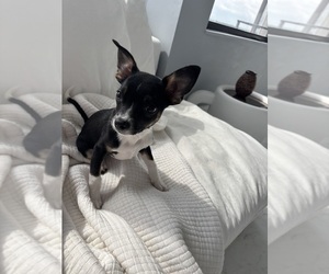 Australian Shepherd-Chihuahua Mix Puppy for sale in FORT LAUDERDALE, FL, USA