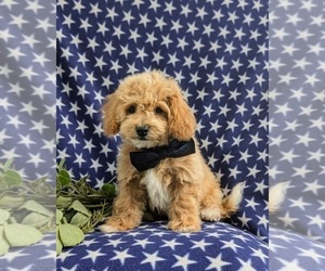 Bichpoo Puppy for sale in LEOLA, PA, USA