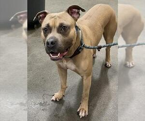 American Bulldog Dogs for adoption in Forestville, MD, USA