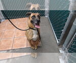 Small German Shepherd Dog Mix