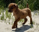 Puppy Purple Boxer-Poodle (Standard) Mix