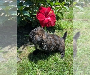 Poodle (Toy) Puppy for sale in SHELBYVILLE, IL, USA
