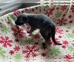 Small #9 Irish Wolfhound