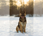 Small German Shepherd Dog