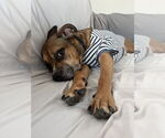 Small #14 Boxer Mix