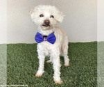 Small #2 Maltipoo (Miniature)