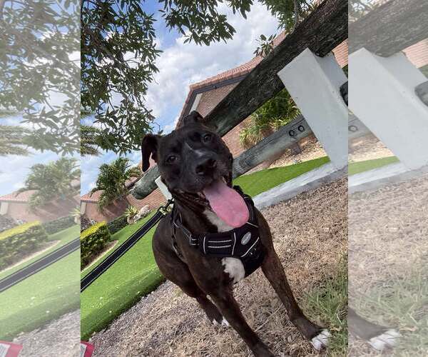 Medium Photo #11 Mutt Puppy For Sale in Pompano Beach , FL, USA