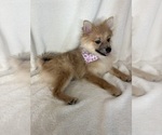 Small #4 Pomeranian