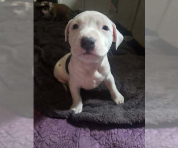 Medium Photo #4 Mutt Puppy For Sale in Holly Springs, NC, USA