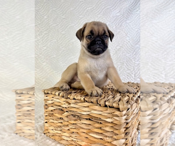 Medium Photo #1 Pug Puppy For Sale in GREENFIELD, IN, USA