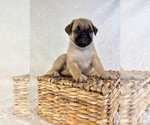 Pug Puppy for sale in GREENFIELD, IN, USA