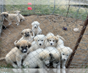 Anatolian Shepherd-Great Pyrenees Mix Puppy for sale in HUGHESVILLE, MO, USA