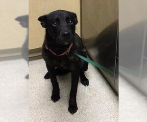 Mutt Dogs for adoption in Riverside, CA, USA
