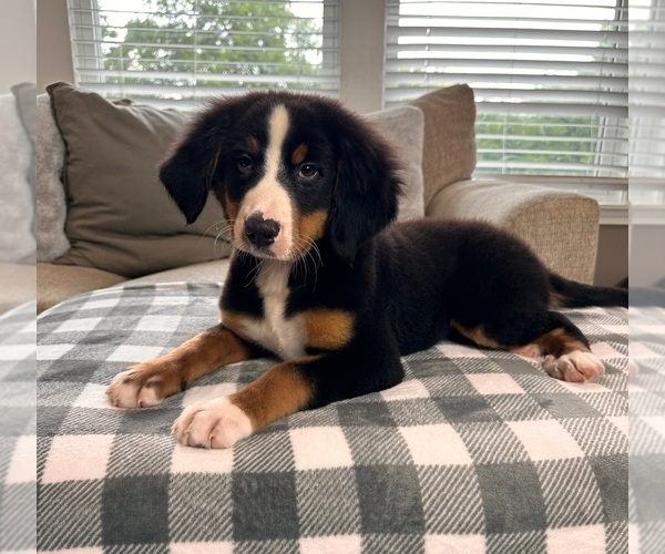 Medium Photo #1 Bernese Mountain Dog Puppy For Sale in INDIANAPOLIS, IN, USA