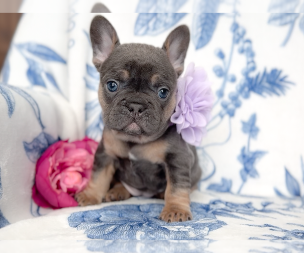Medium Photo #1 French Bulldog Puppy For Sale in NEWARK, TX, USA