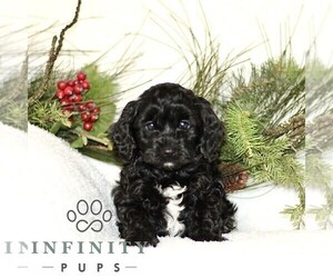 Cavapoo Puppy for sale in RONKS, PA, USA