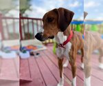 Small Photo #18 Treeing Walker Coonhound-Unknown Mix Puppy For Sale in Germantown, OH, USA