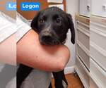 Small Photo #2 Coonhound-Labrador Retriever Mix Puppy For Sale in Bolivar, MO, USA