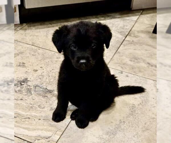 Medium Photo #9 Labrador Retriever-Unknown Mix Puppy For Sale in San Diego, CA, USA