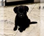 Small #8 Labrador Retriever Mix