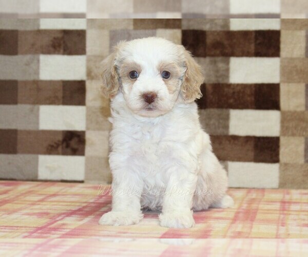 Medium Photo #3 Bernedoodle (Miniature) Puppy For Sale in DENVER, PA, USA