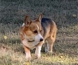 Father of the Pembroke Welsh Corgi puppies born on 04/04/2025