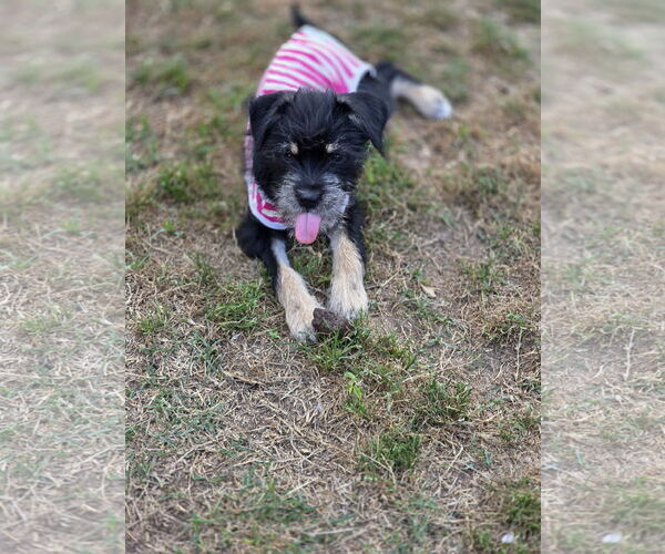 Medium Photo #2 Mutt Puppy For Sale in Rosenberg, TX, USA