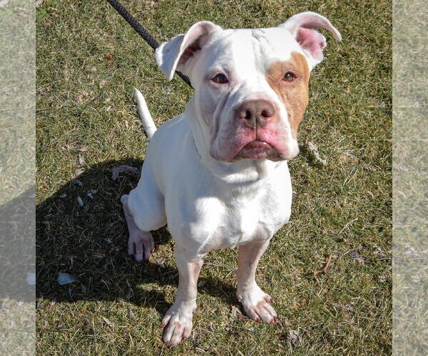 Medium Photo #4 Bulloxer Puppy For Sale in Huntley, IL, USA