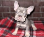 Small French Bulldog