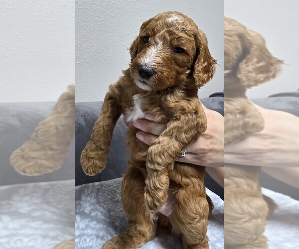 Medium Photo #48 Goldendoodle Puppy For Sale in COLLINSVILLE, IL, USA