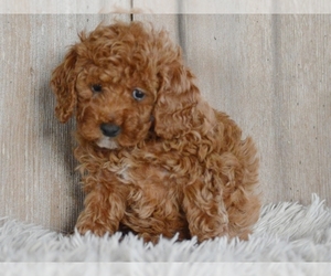 Poodle (Miniature) Puppy for sale in PROVIDENCE, RI, USA