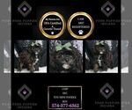 Puppy Chip AKC Poodle (Toy)
