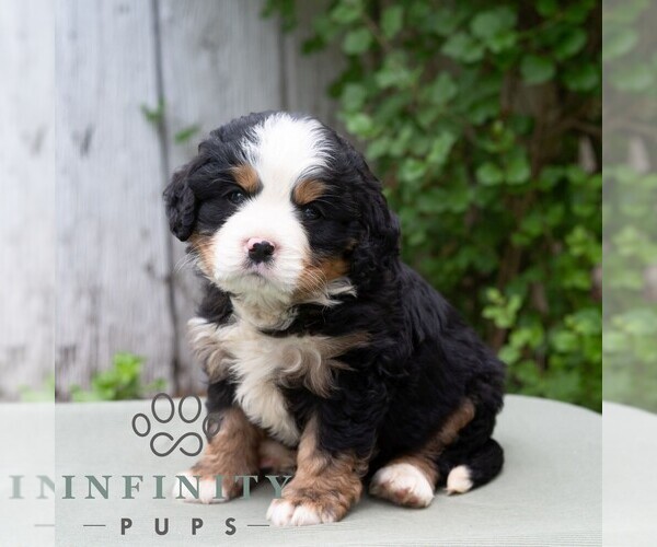 Medium Photo #6 Bernese Mountain Dog-Cavalier King Charles Spaniel Mix Puppy For Sale in RICHFIELD, PA, USA
