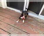 Small Photo #17 Miniature Pinscher-Unknown Mix Puppy For Sale in Bellmawr, NJ, USA