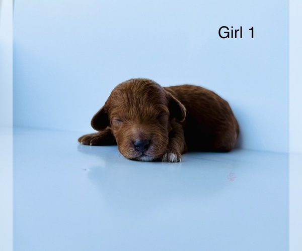 Medium Photo #3 Poodle (Toy) Puppy For Sale in DALLAS, TX, USA