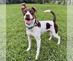Small #8 Colonial Cocker Spaniel Mix