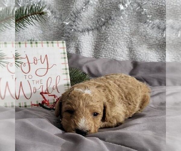 Medium Photo #1 Bichpoo Puppy For Sale in ARTHUR, IL, USA