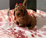 Small #1 Goldendoodle (Miniature)