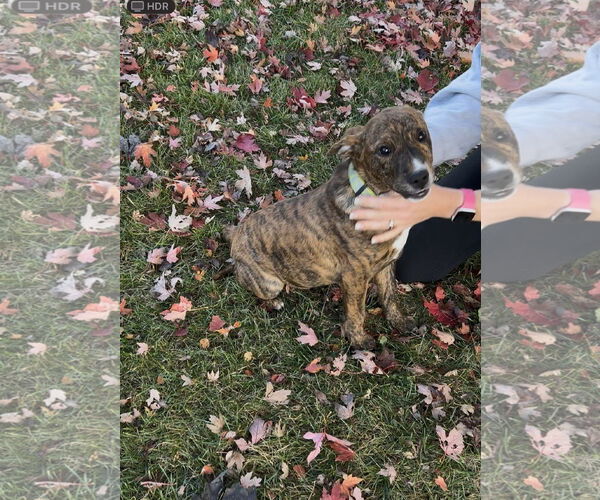 Medium Photo #2 German Shepherd Dog-Unknown Mix Puppy For Sale in Princeton, MN, USA