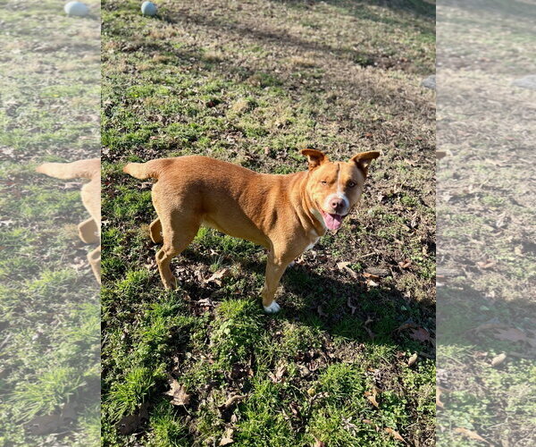 Medium Photo #2 American Staffordshire Terrier-Unknown Mix Puppy For Sale in Holly Springs, NC, USA