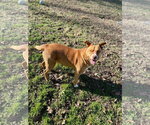 Small #1 American Staffordshire Terrier Mix